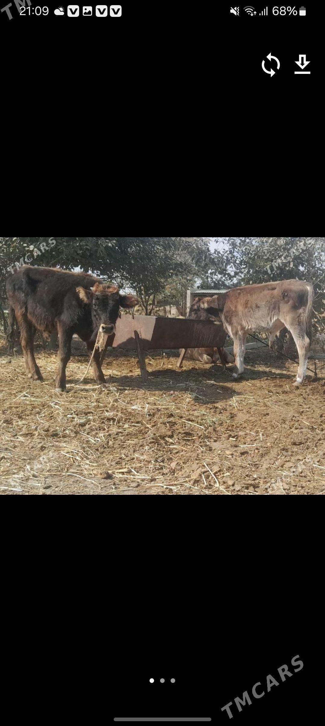 3 öküz - Бахарден - img 2