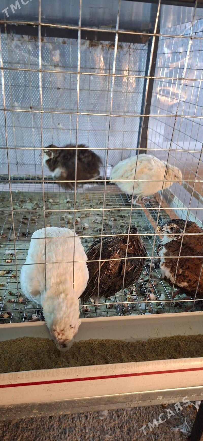 bedene перпёлка - Кëши - img 2