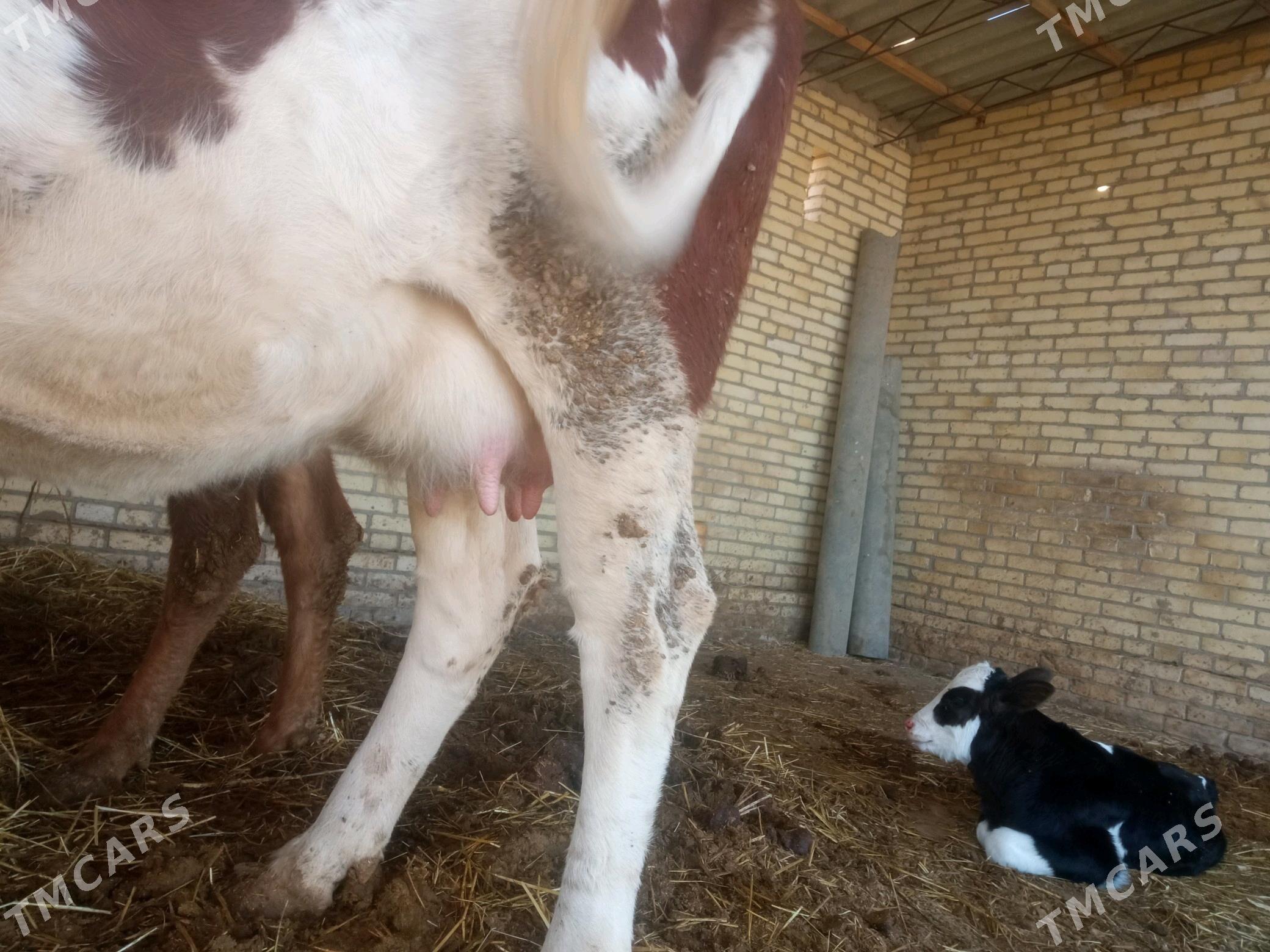 Sygyr goleli - Халач - img 2