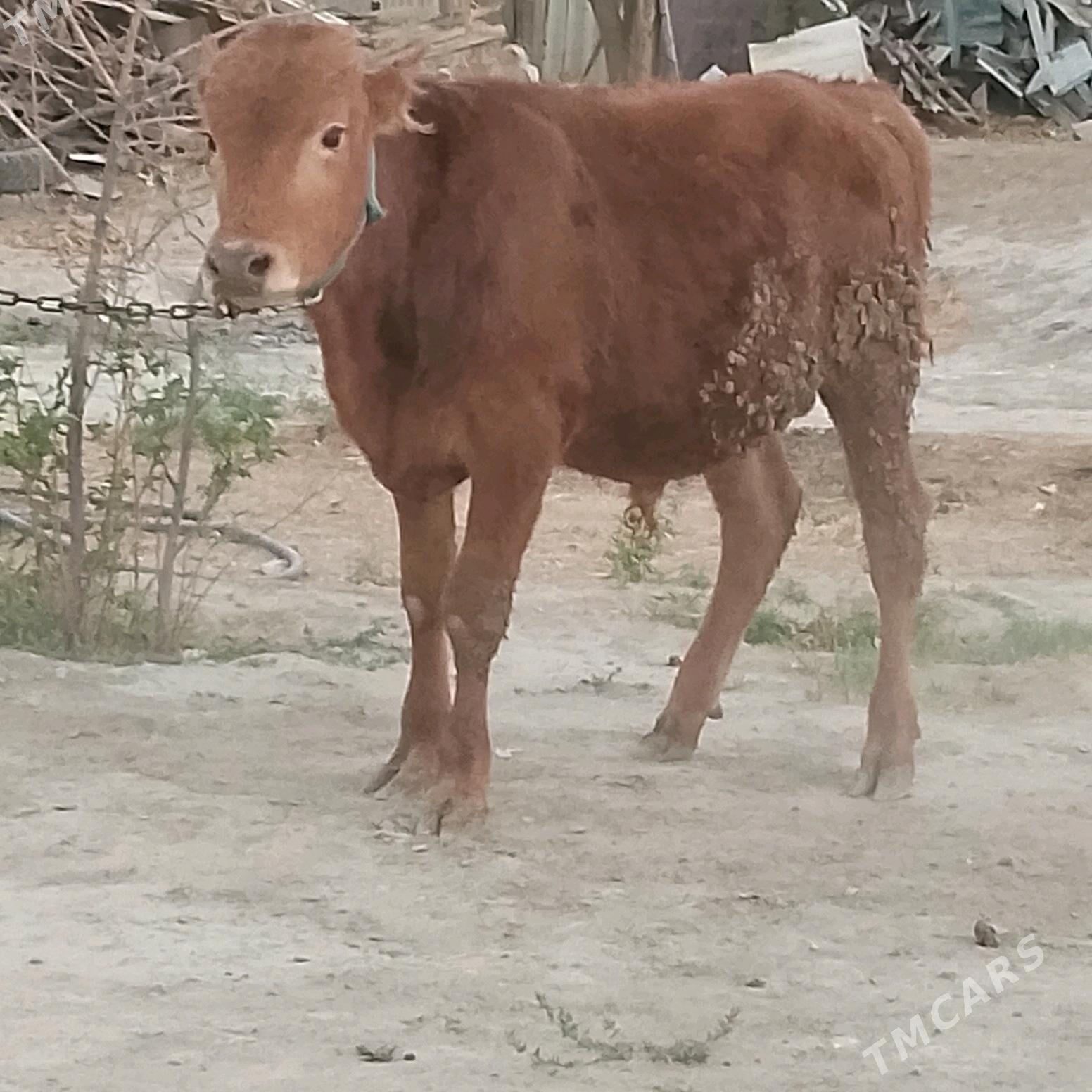 Öküz - Яшлык - img 3