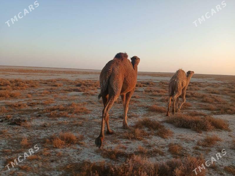 Torumly diÿe - Esenguly - img 3