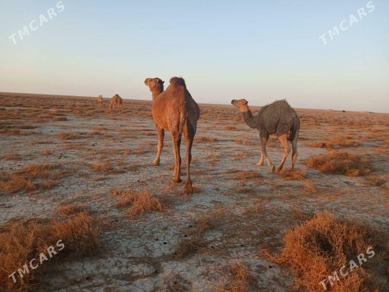 Torumly diÿe - Esenguly - img 2