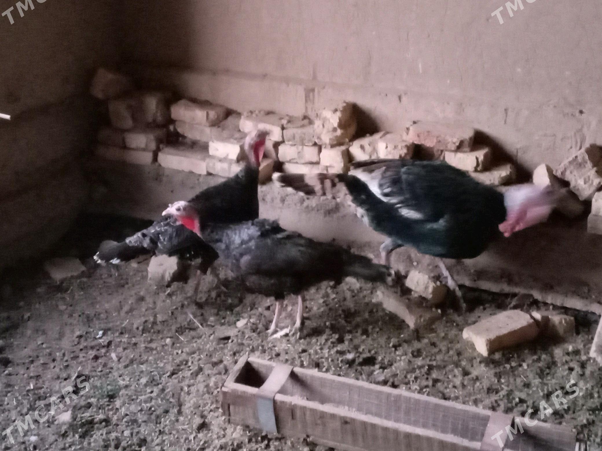 Induk - Mary - img 2