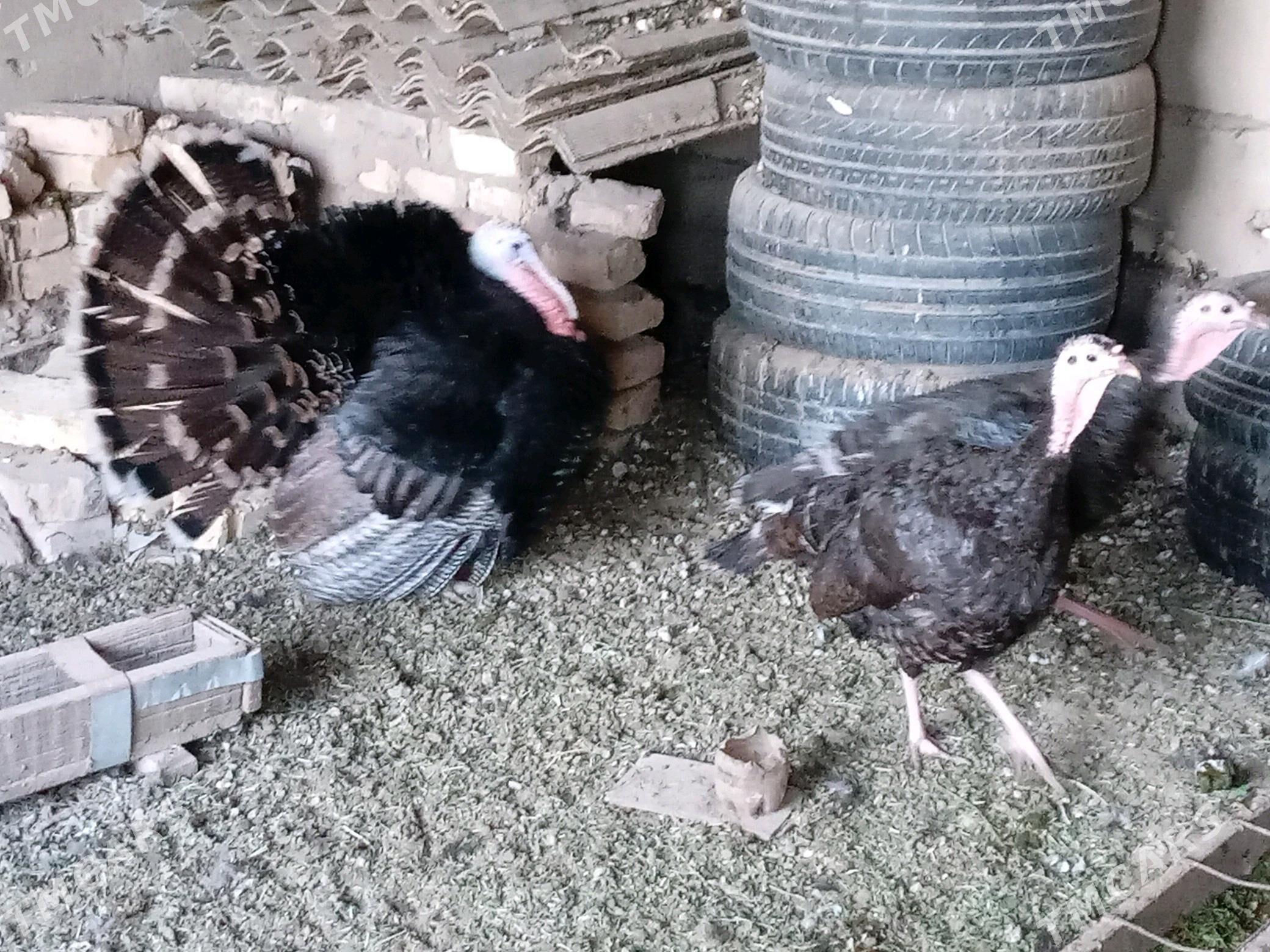 Induk - Mary - img 3