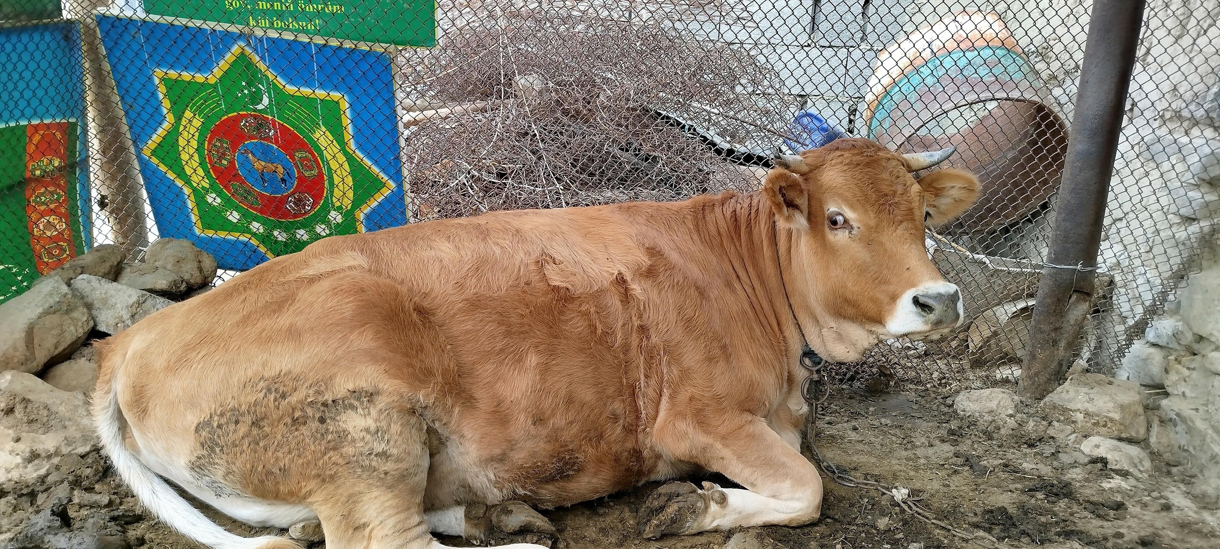 Tüwe - Bäherden - img 2