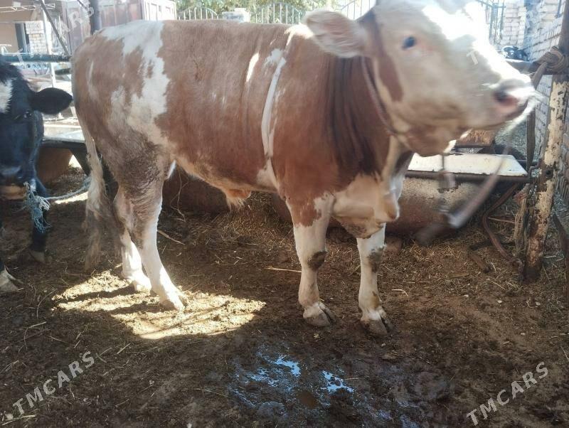 Сментал.окуз. - Türkmenabat - img 5