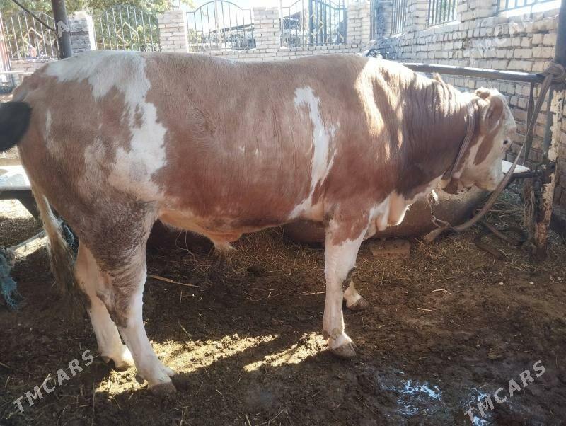 Сментал.окуз. - Türkmenabat - img 3