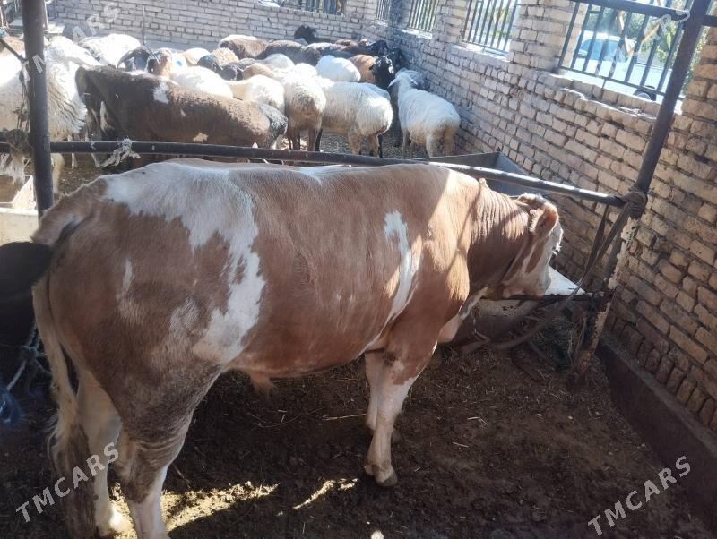 Сментал.окуз. - Türkmenabat - img 4