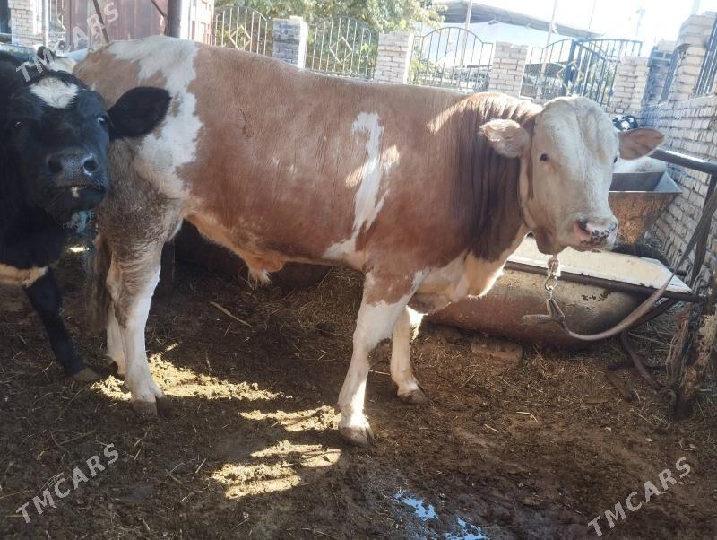 Сментал.окуз. - Türkmenabat - img 2