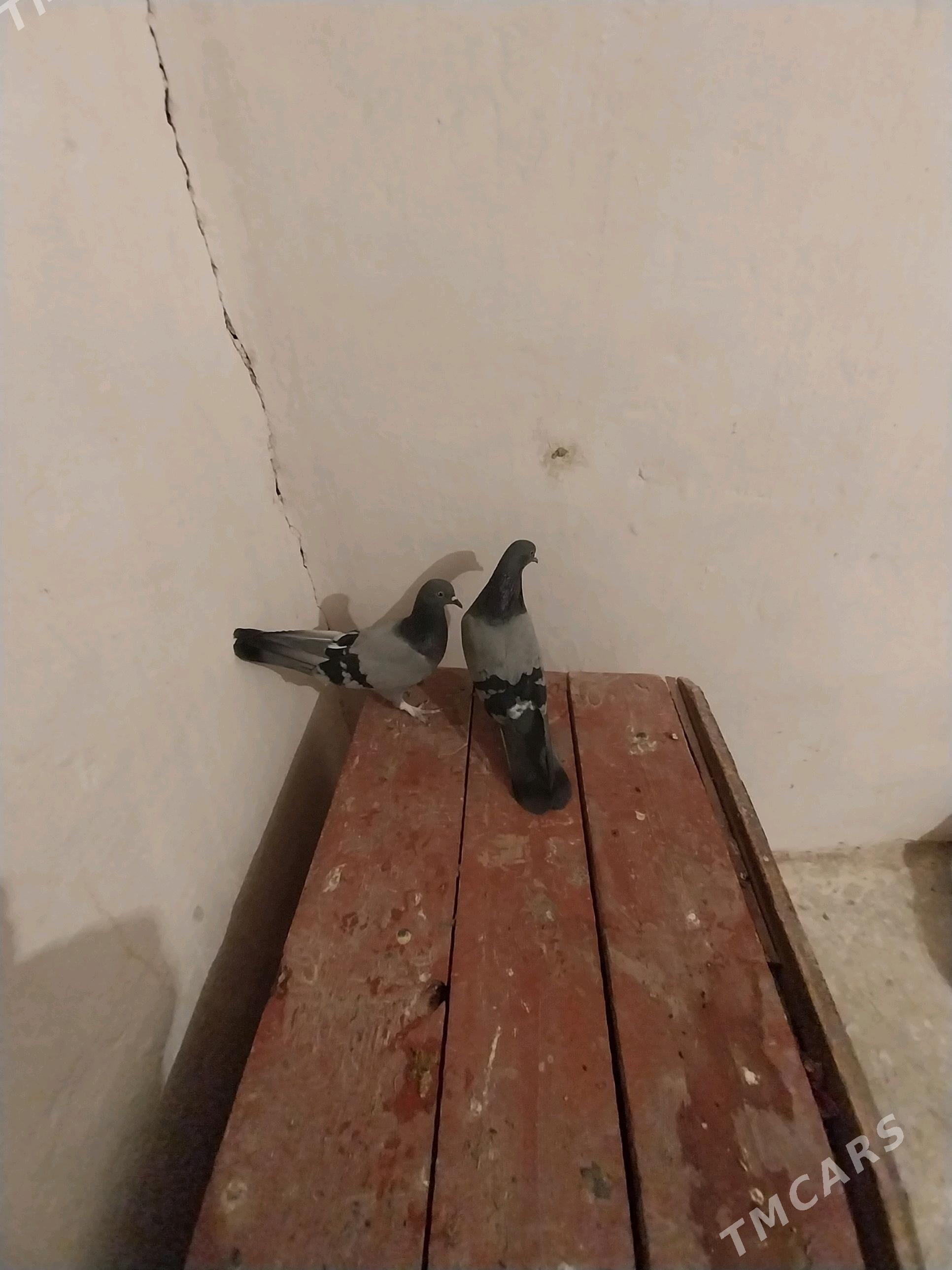 kepderi - Гызыларбат - img 3