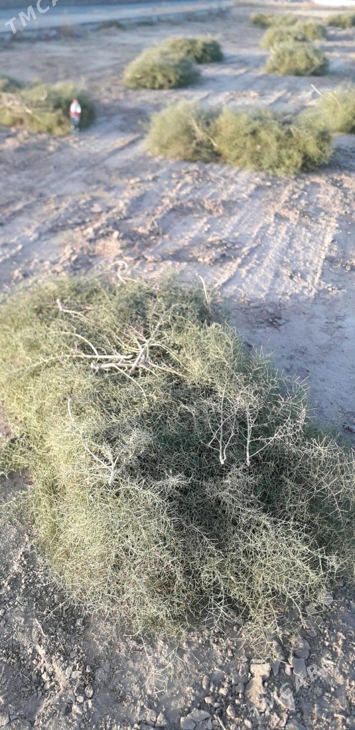 Ýandak petde - Гёкдепе - img 2