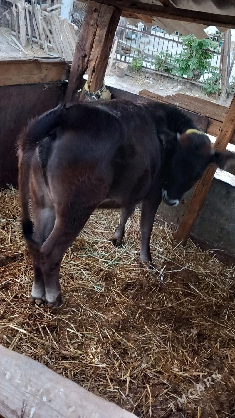 Tuwe - Гызыларбат - img 3