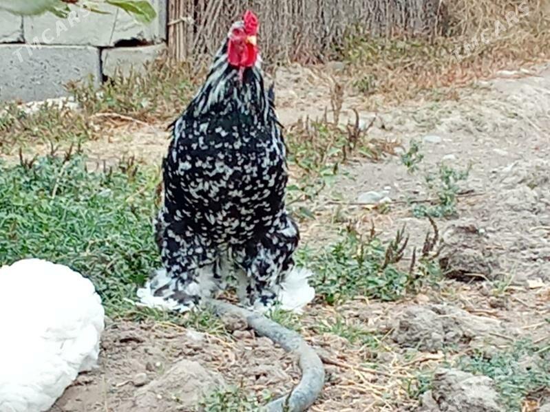 brama mramr - Bagyr - img 6