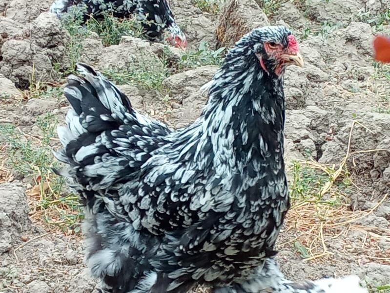 brama mramr - Bagyr - img 3