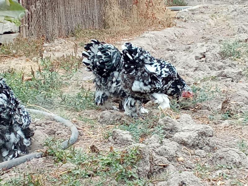 brama mramr - Bagyr - img 5