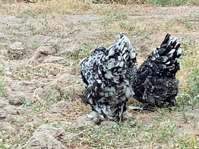 brama mramr - Bagyr - img 2