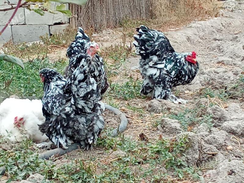 brama mramr - Bagyr - img 4