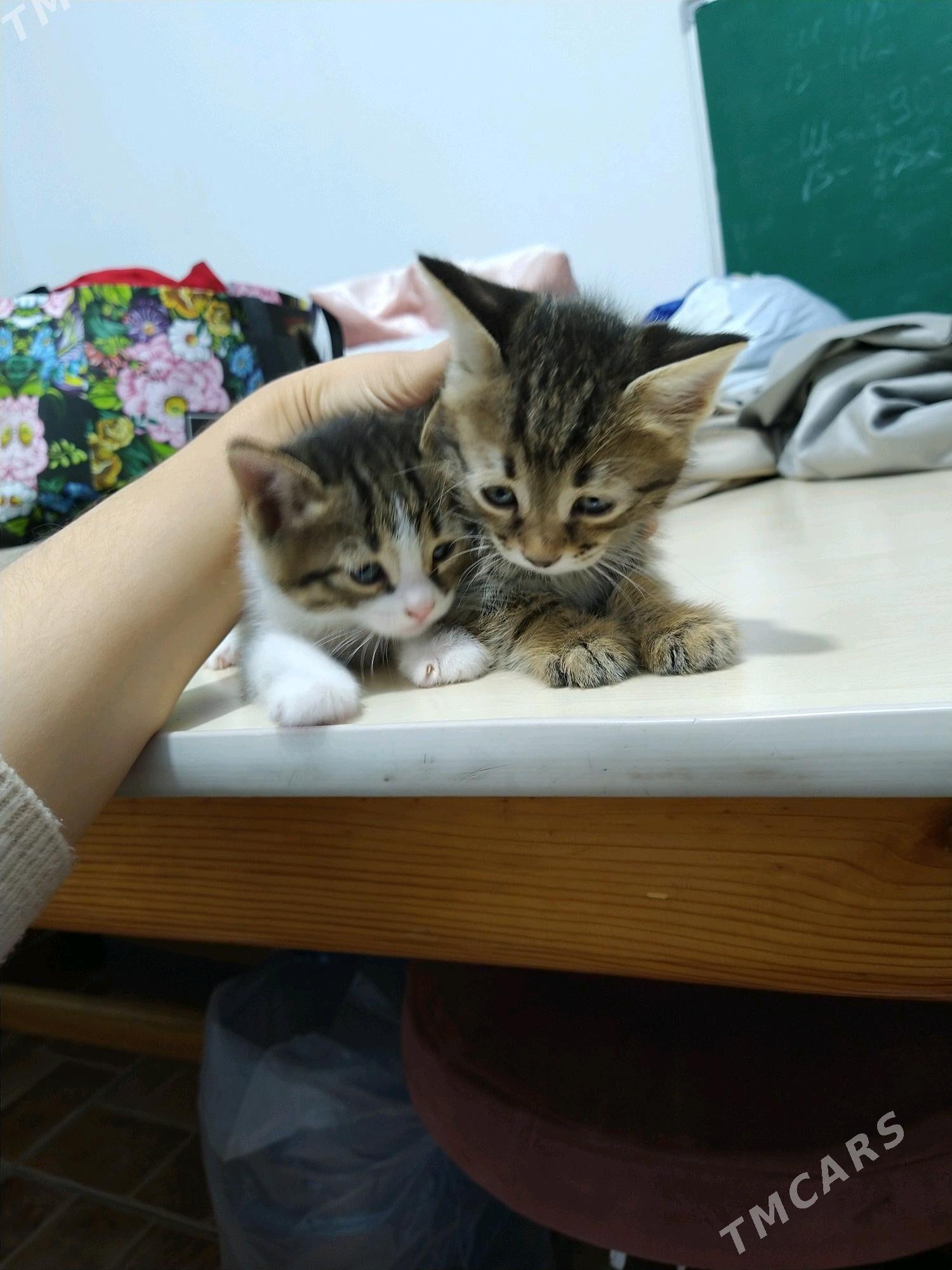 pisik - Parahat 6 - img 2