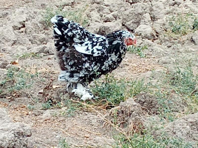 brama mramr - Bagyr - img 7