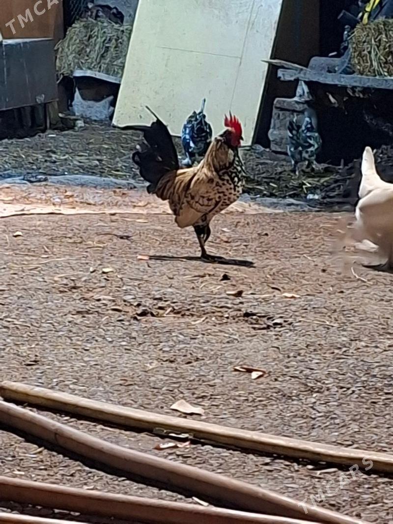 satlyk karlik horaz - Кëши - img 3