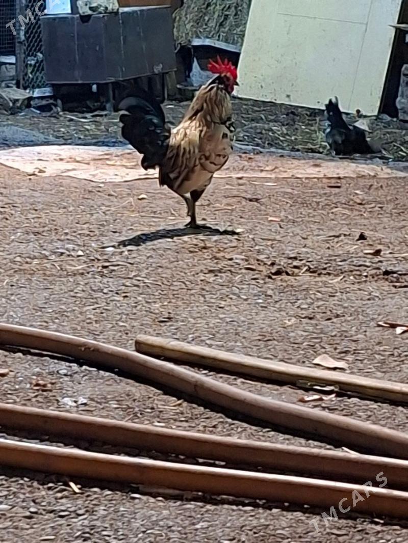 satlyk karlik horaz - Кëши - img 2