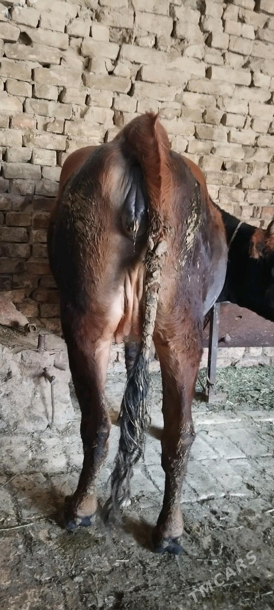 tuve bogaz - Aşgabat - img 2