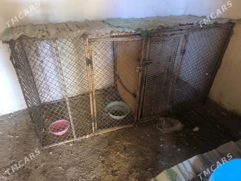 ketek - Кака - img 3