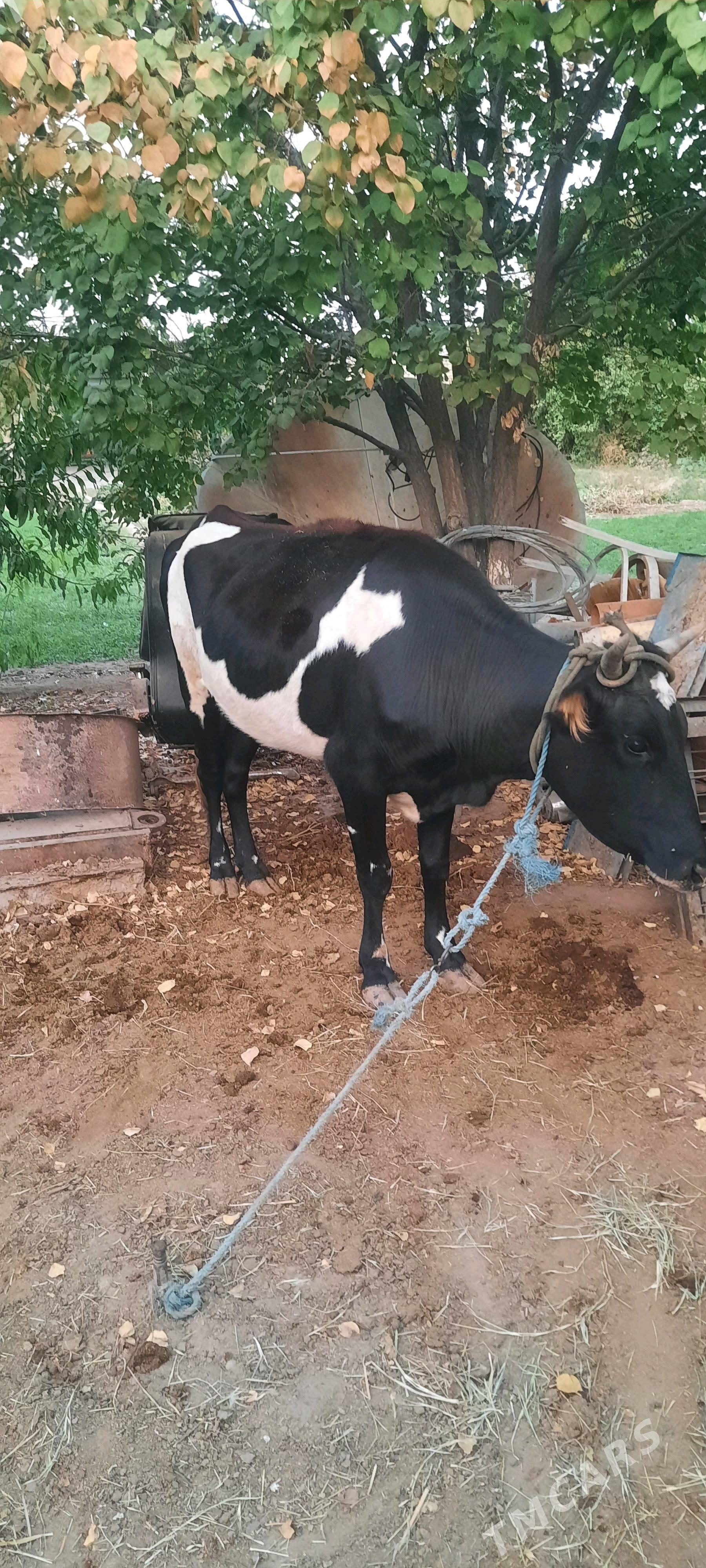 unajynlar 2 sany - Чарджоу - img 1