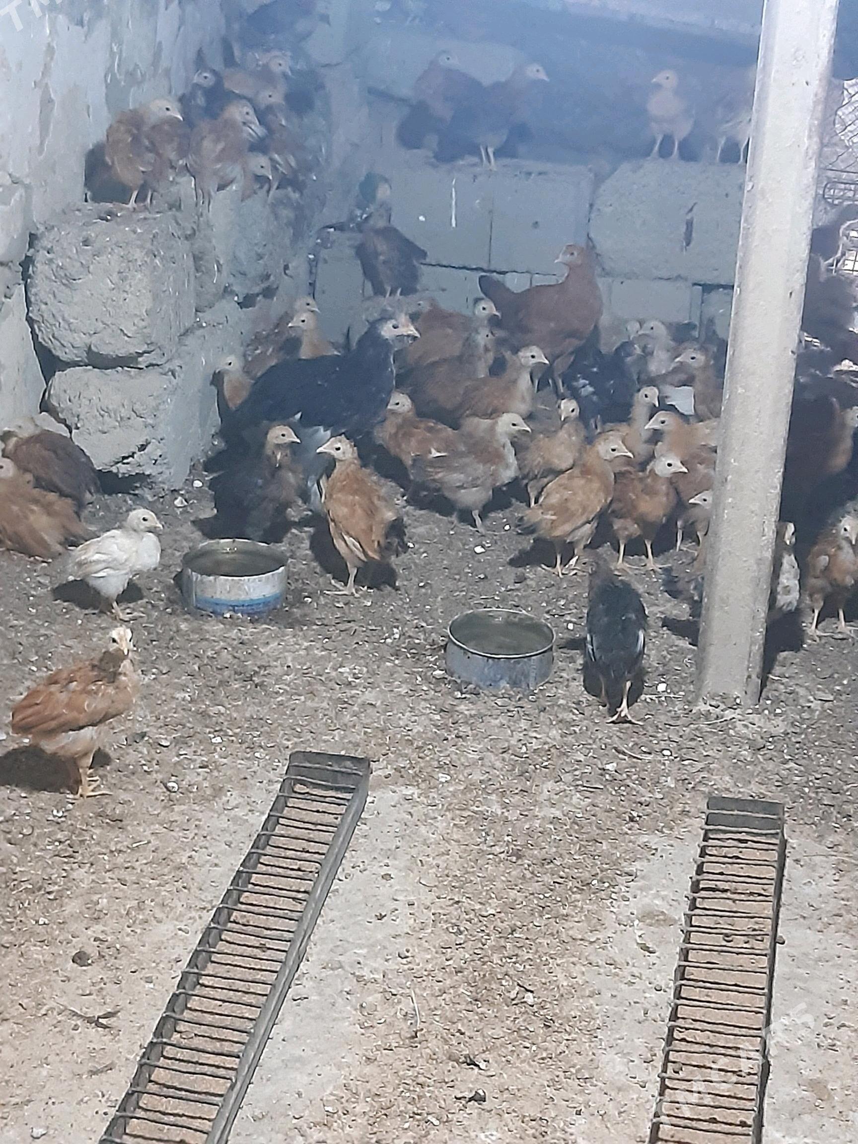 Juje - Bäherden - img 2