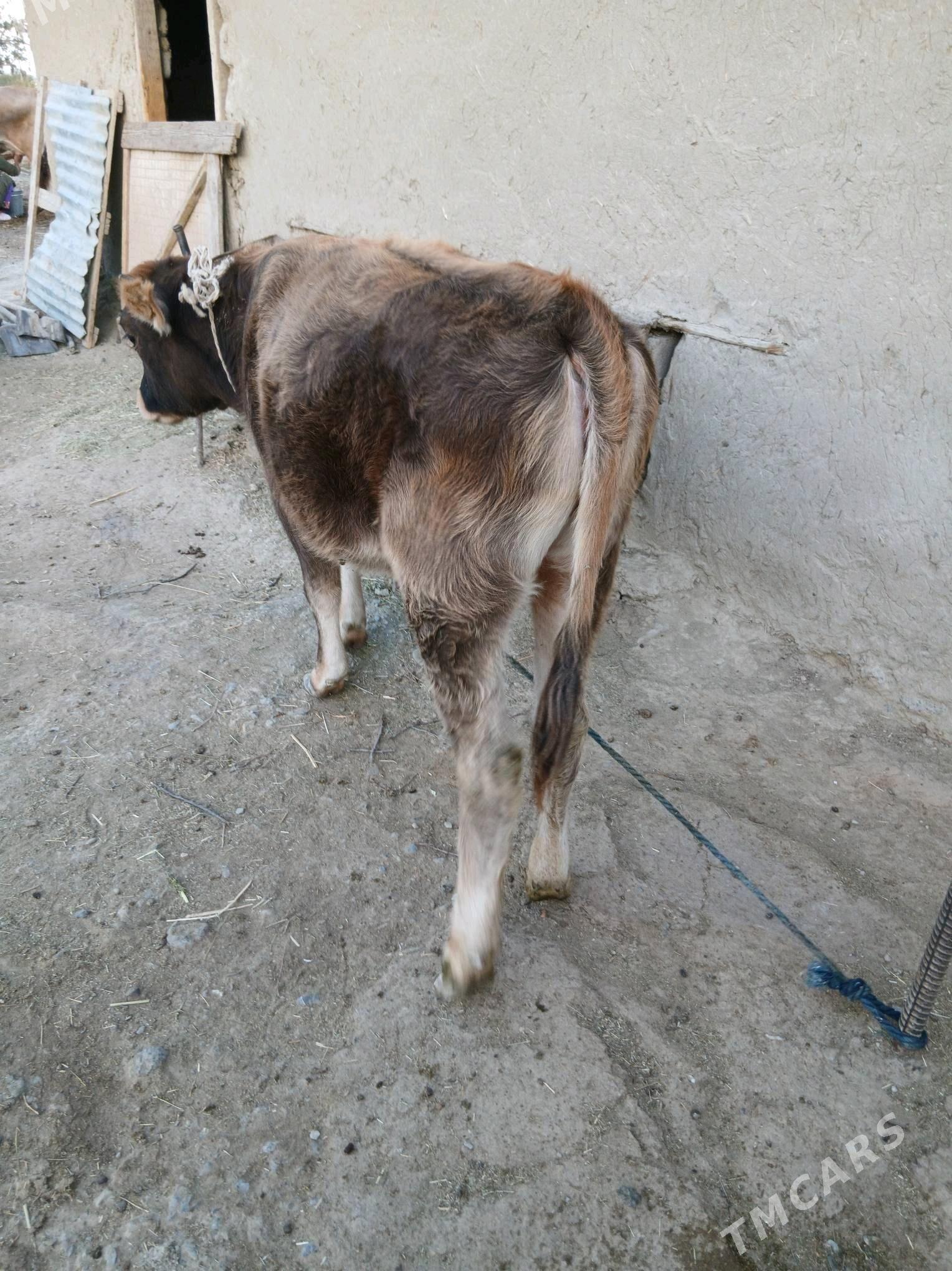 tuwe - Бахарден - img 2