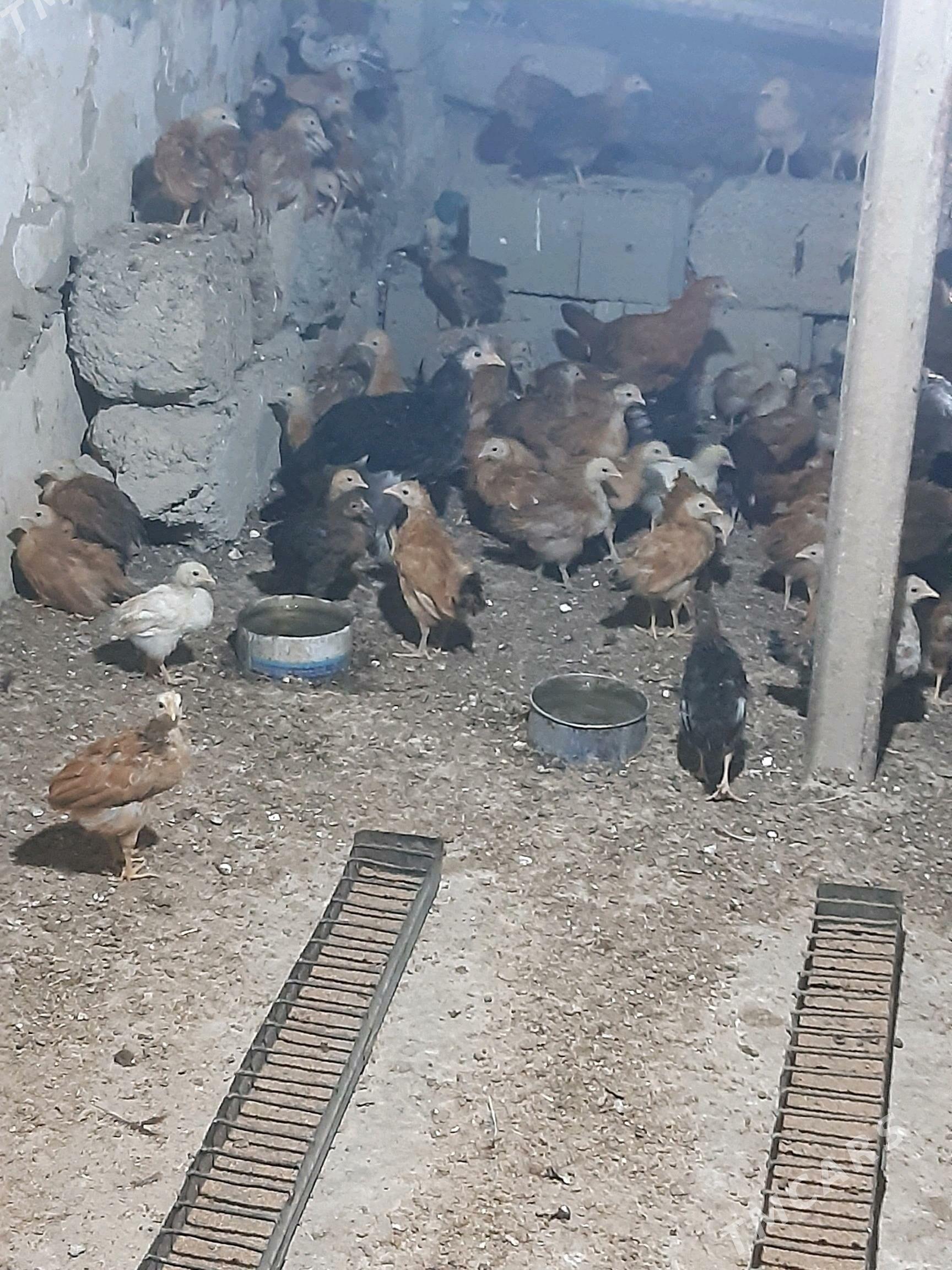 Juje - Bäherden - img 3