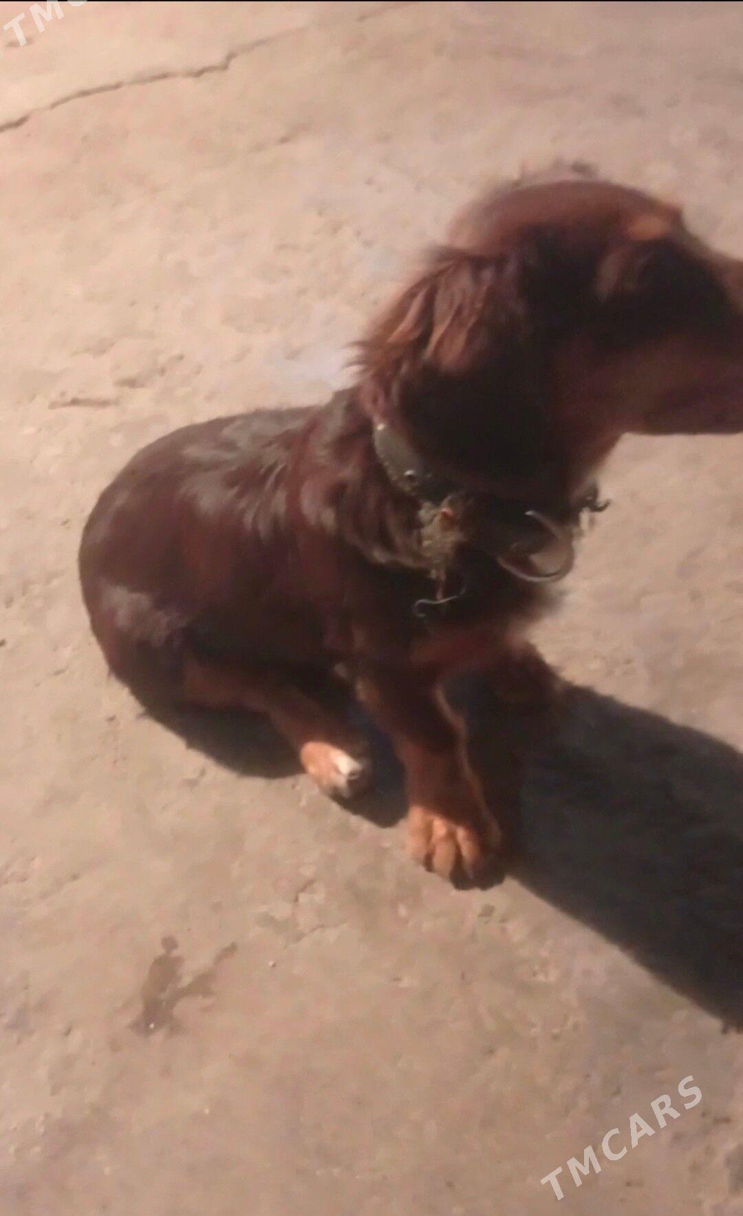 gujuk - Hitrowka - img 2