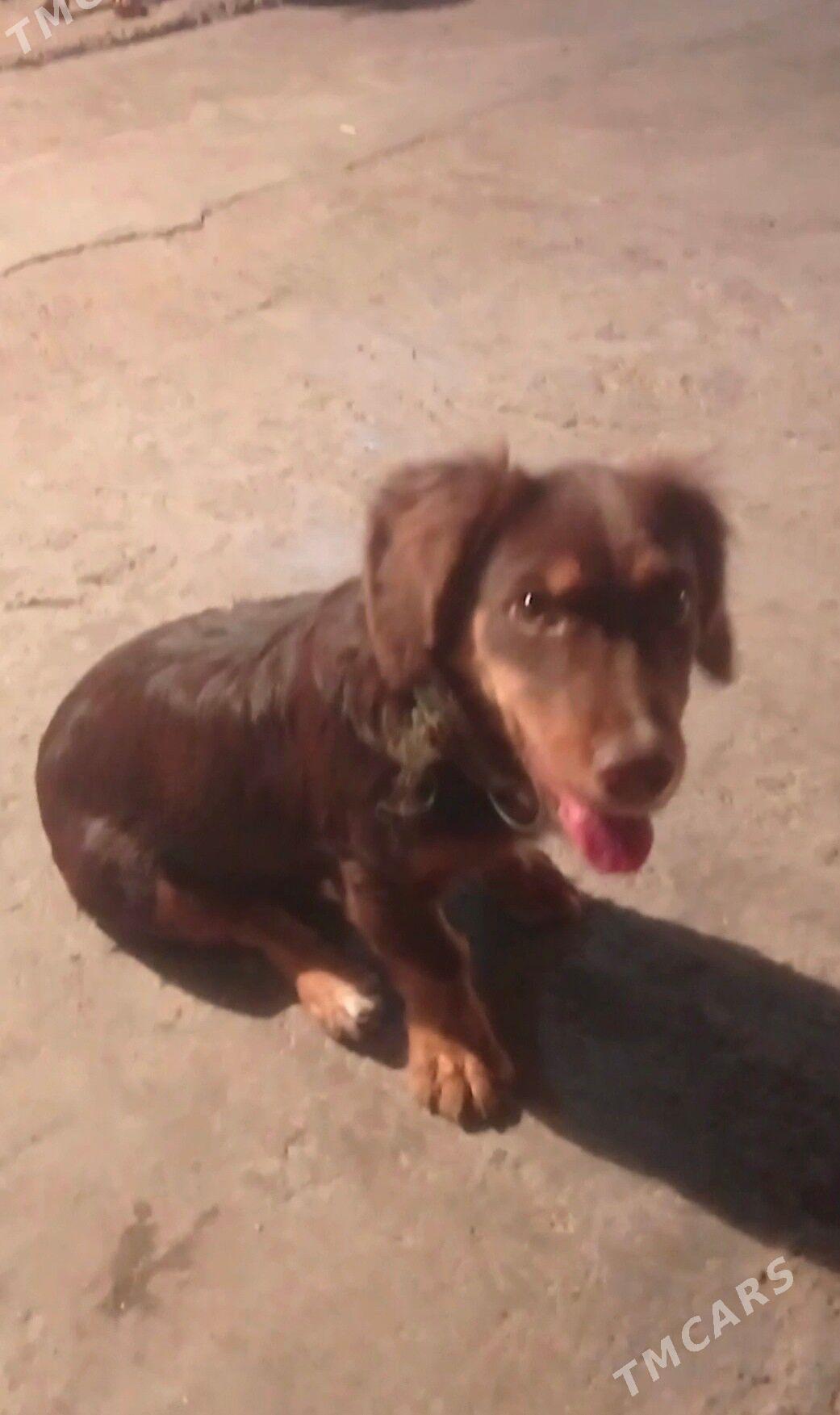 gujuk - Hitrowka - img 3