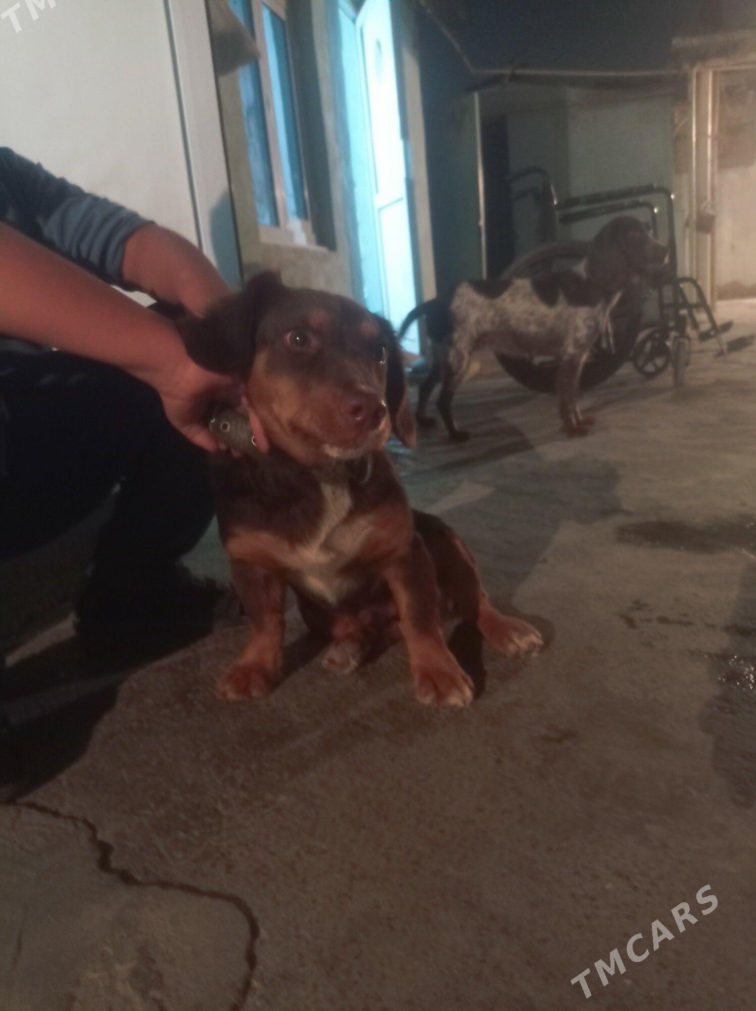 gujuk - Hitrowka - img 4