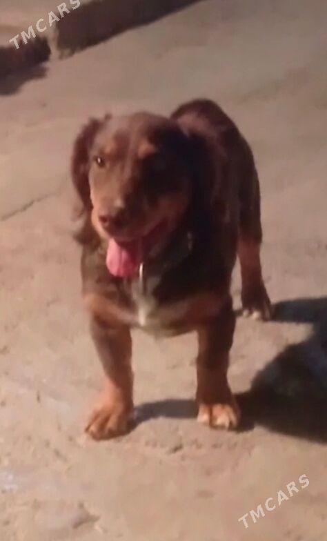 gujuk - Hitrowka - img 1