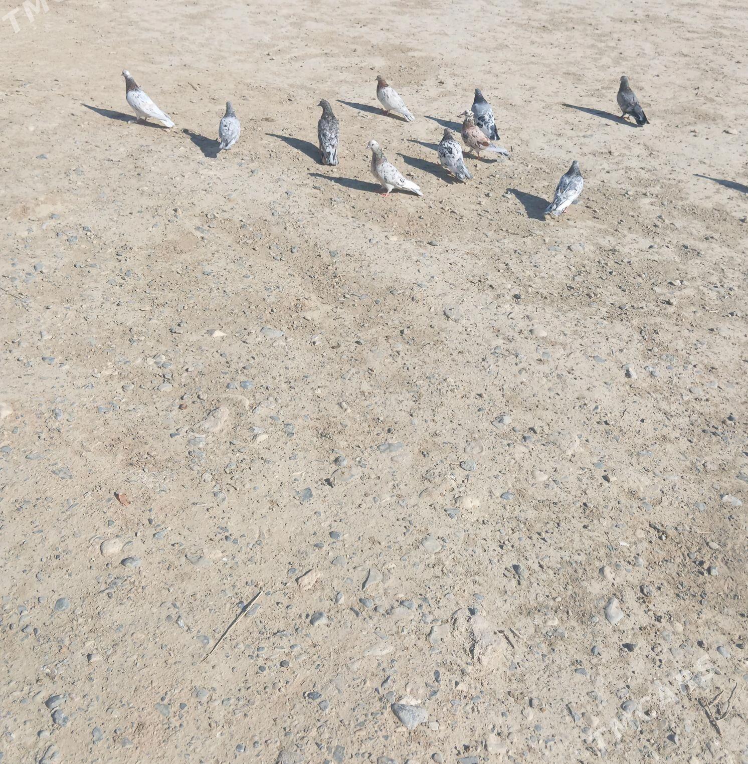 kepderi - Гызыларбат - img 2