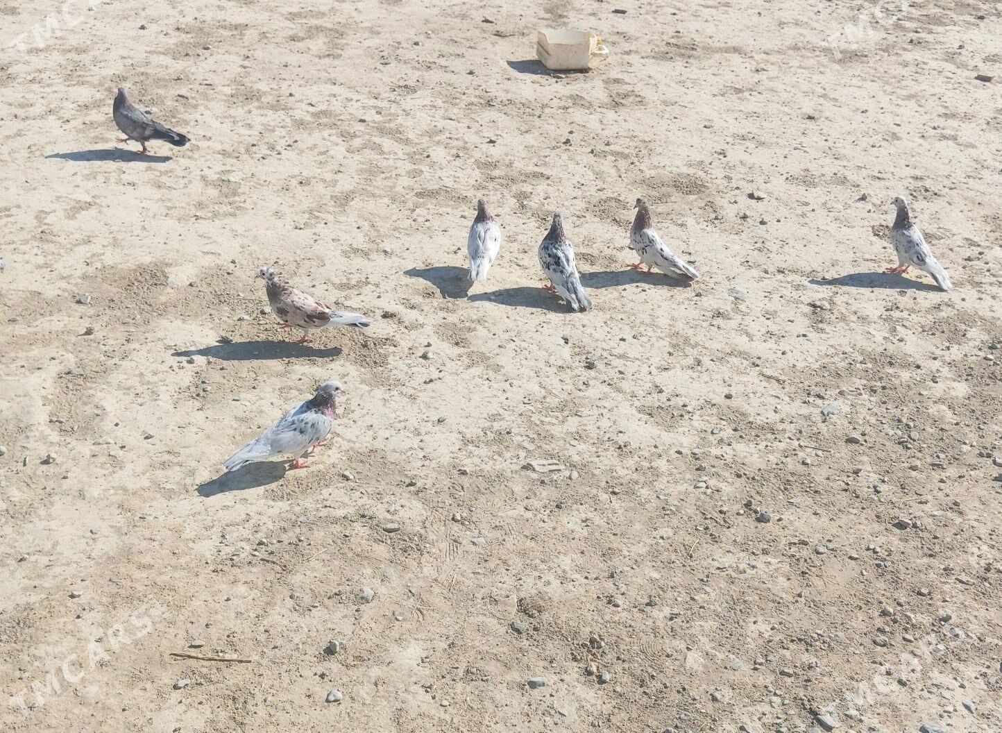 kepderi - Гызыларбат - img 3