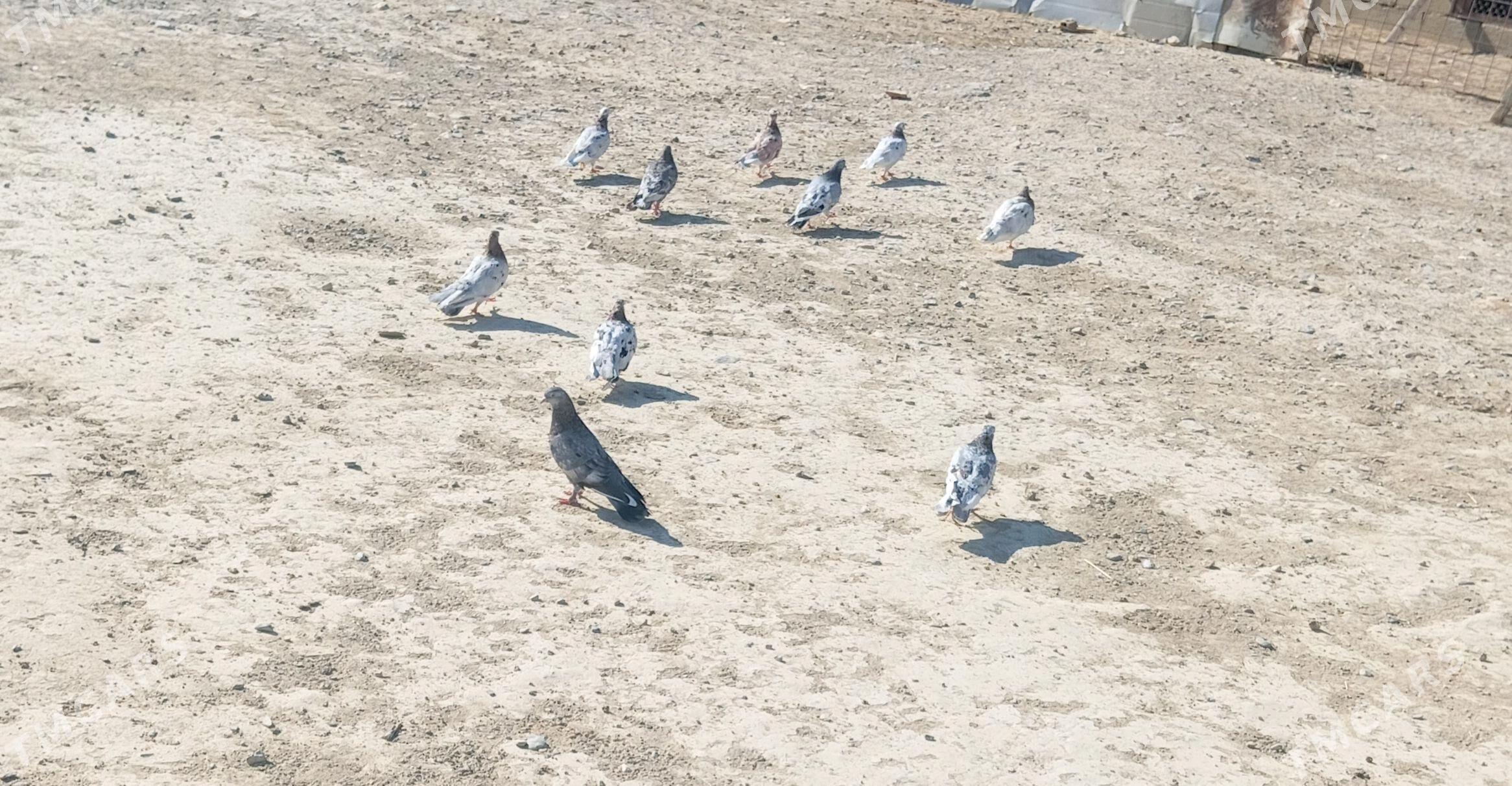 kepderi - Гызыларбат - img 4