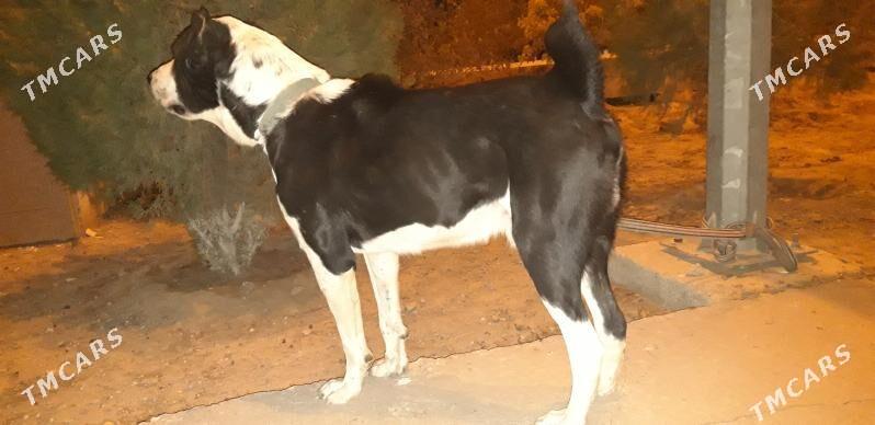 kpxan - Ak bugdaý etraby - img 3