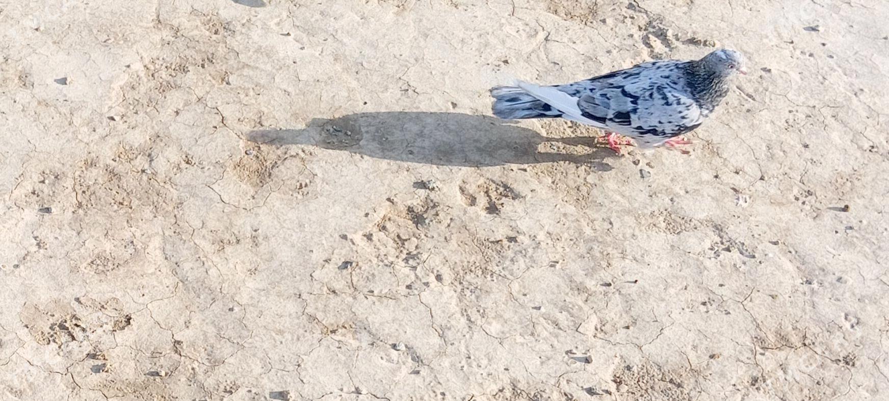 kepderi - Гызыларбат - img 5