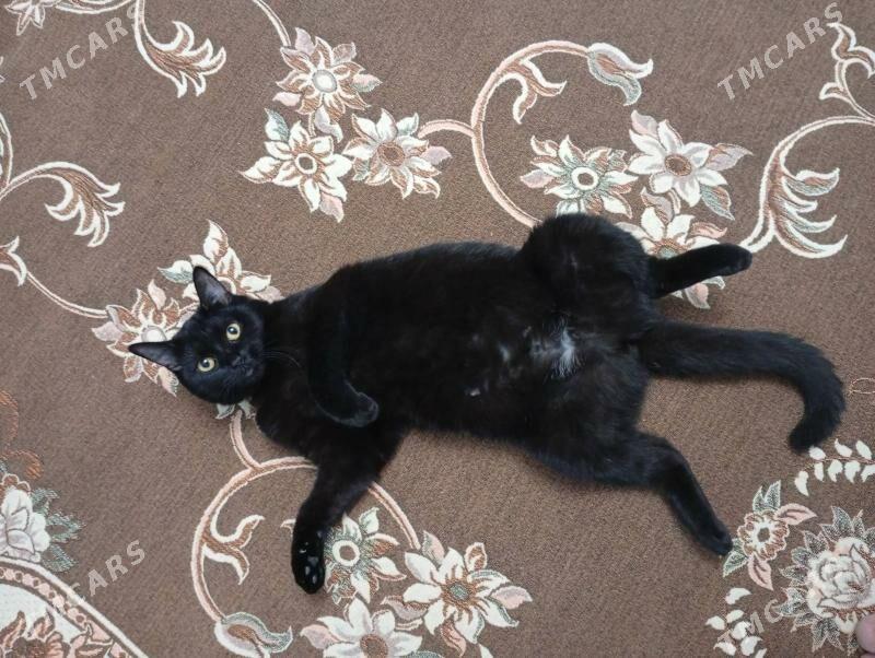 Кошка Бомбейка - Ашхабад - img 2