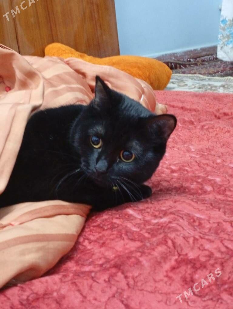 Кошка Бомбейка - Ашхабад - img 1