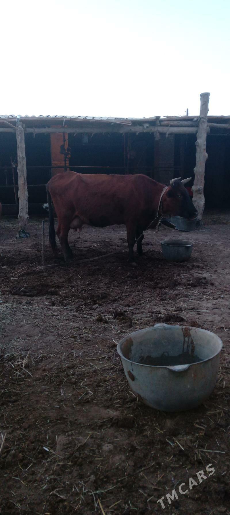 sygyrlar - Мургап - img 2