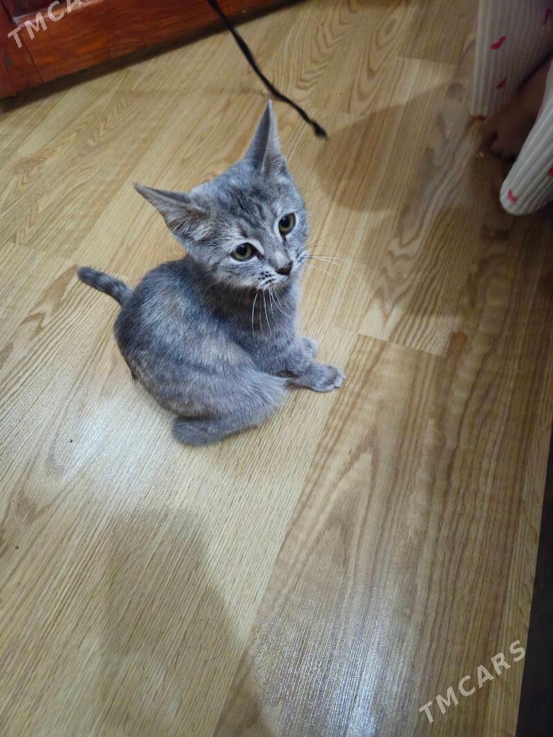 pişik - Gagarin köç, köne Howa menzili - img 5