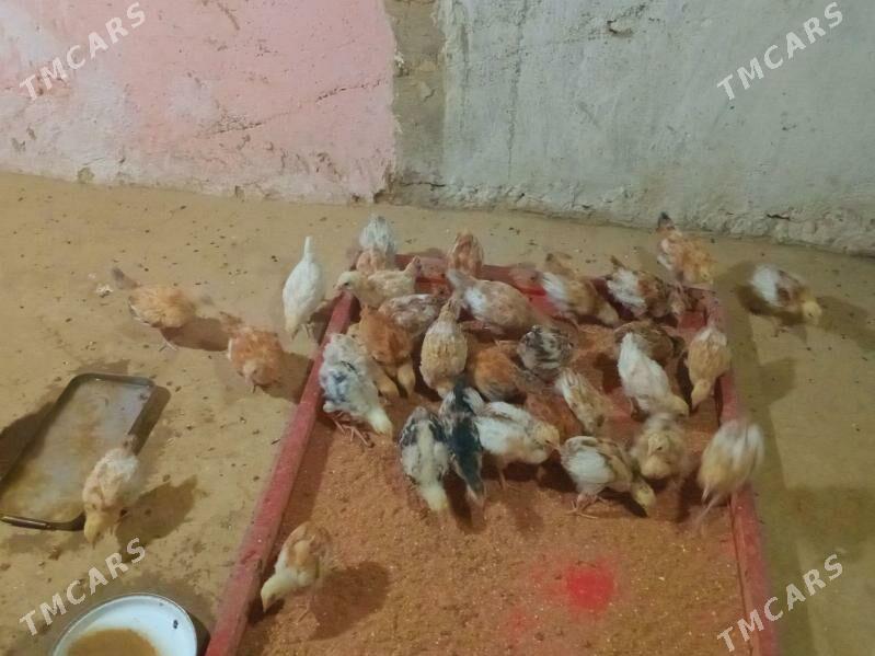 towuk juje - Bäherden - img 2