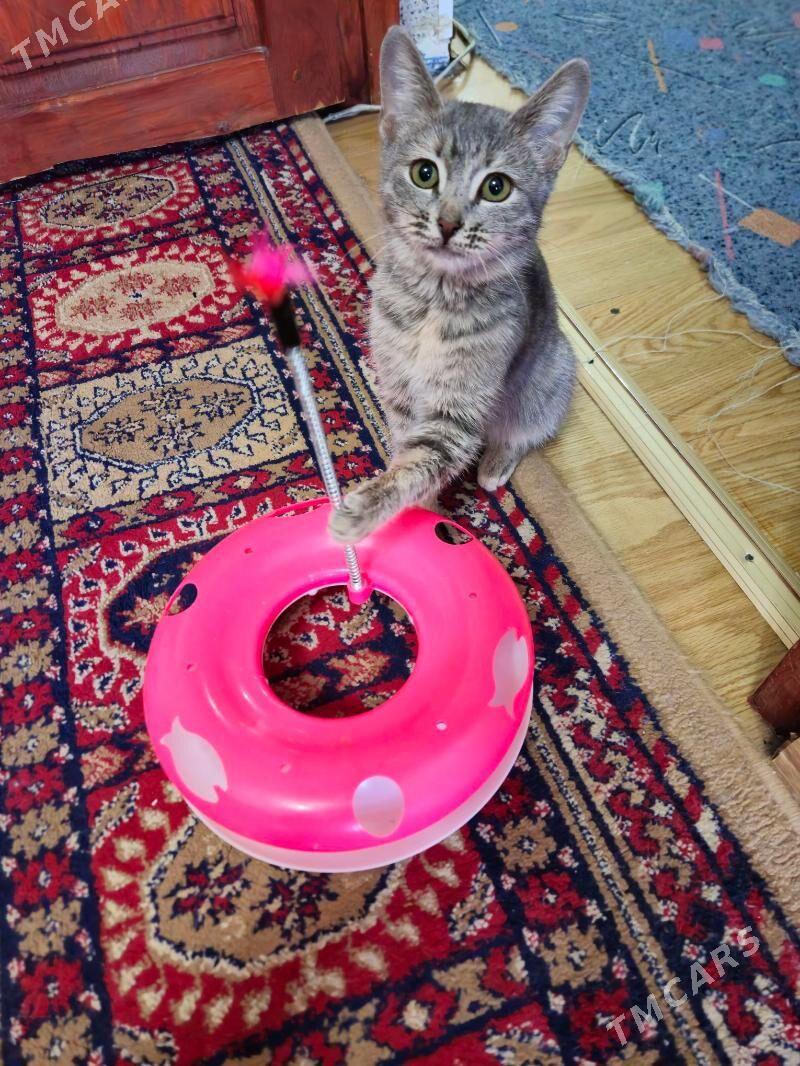 pişik - Gagarin köç, köne Howa menzili - img 3