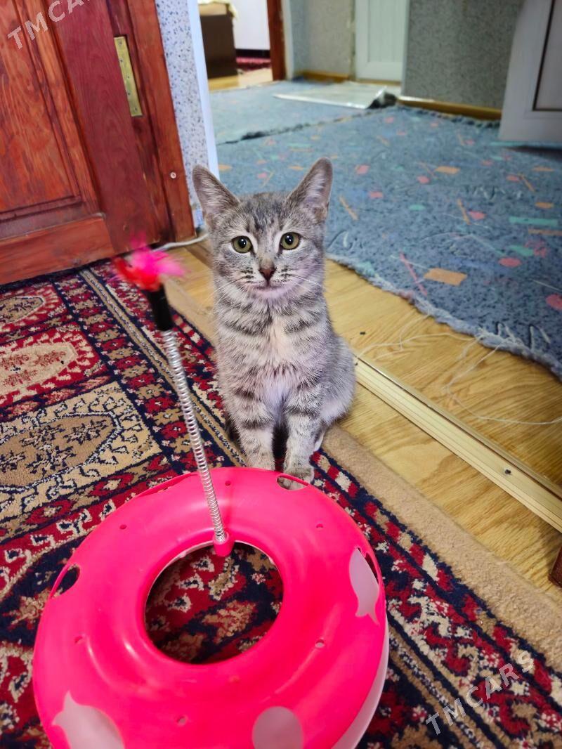 pişik - Gagarin köç, köne Howa menzili - img 4