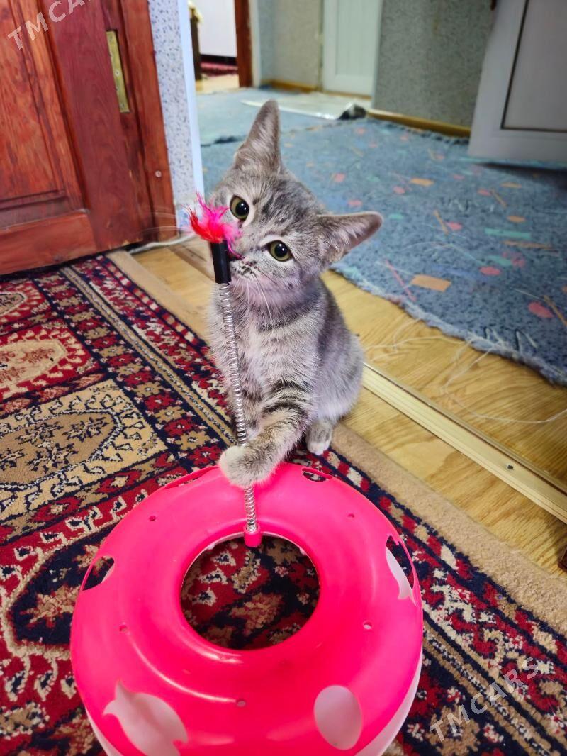 pişik - Gagarin köç, köne Howa menzili - img 2