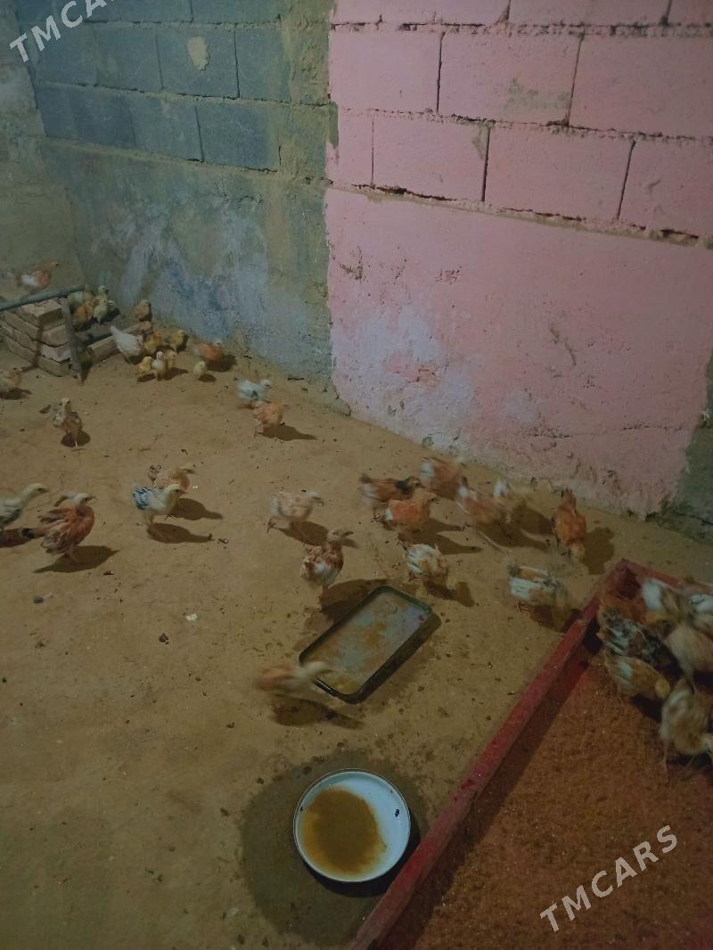 towuk juje - Bäherden - img 3