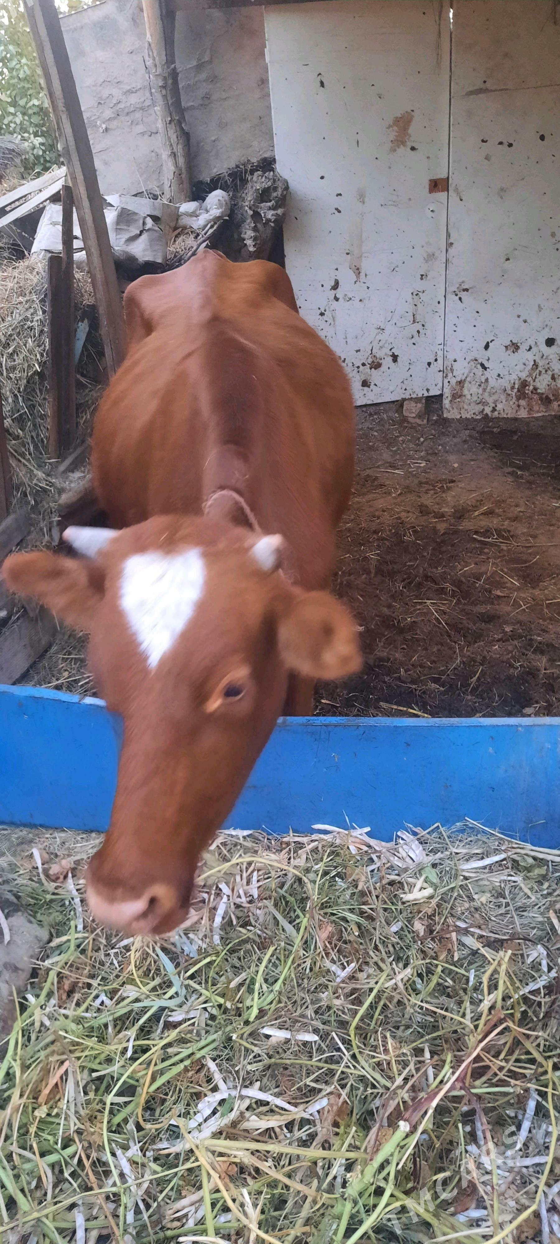 unajynlar 2 sany - Чарджоу - img 4